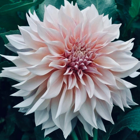 Close-up of a large pink flower with green leaves in the background