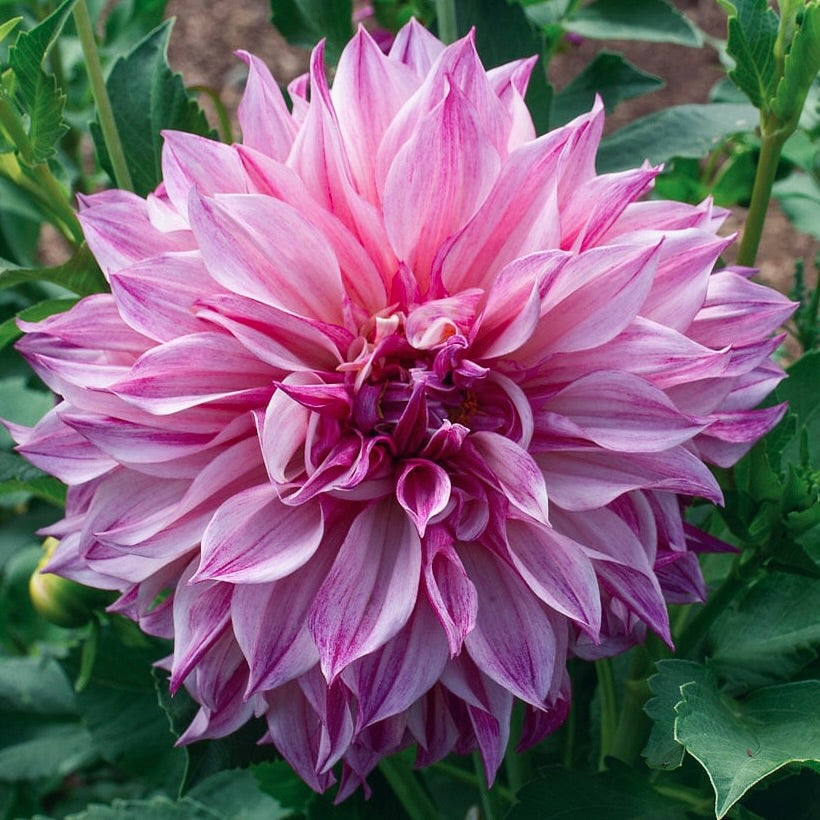 Close-up of a pink dahlia flower with green leaves in the background