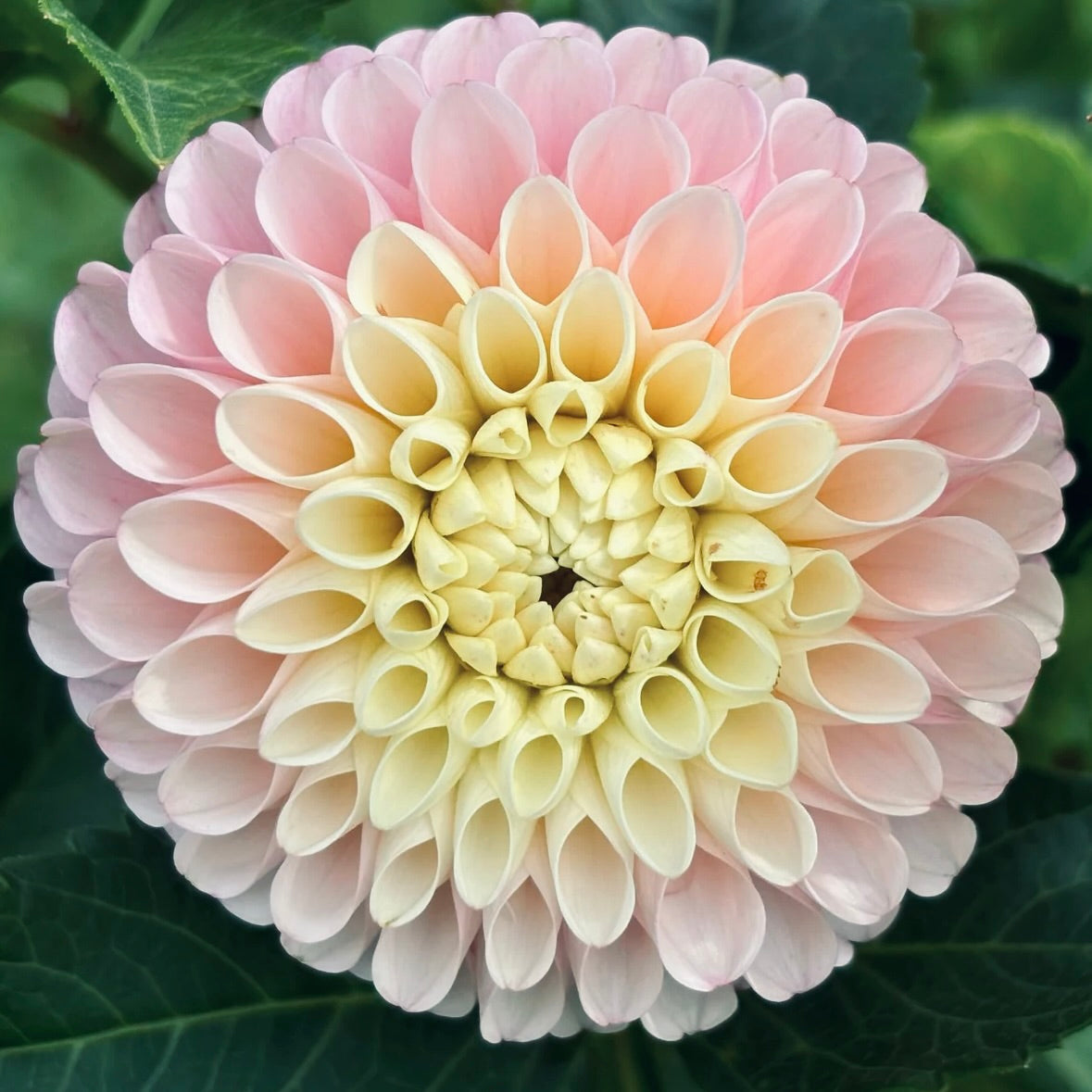 Close-up of a pink and yellow Dahlia flower with green leaves.