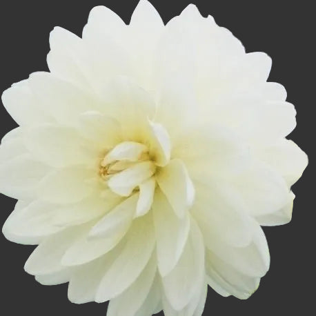 Close-up of a light yellow flower with a blurred background