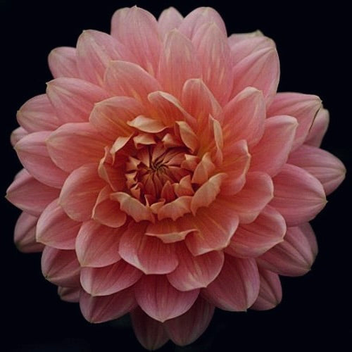 Close-up of a pink flower with a black background