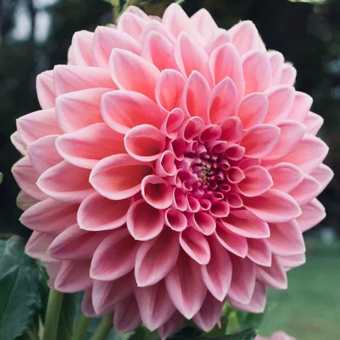 Close-up of a pink flower with a blurred green background
