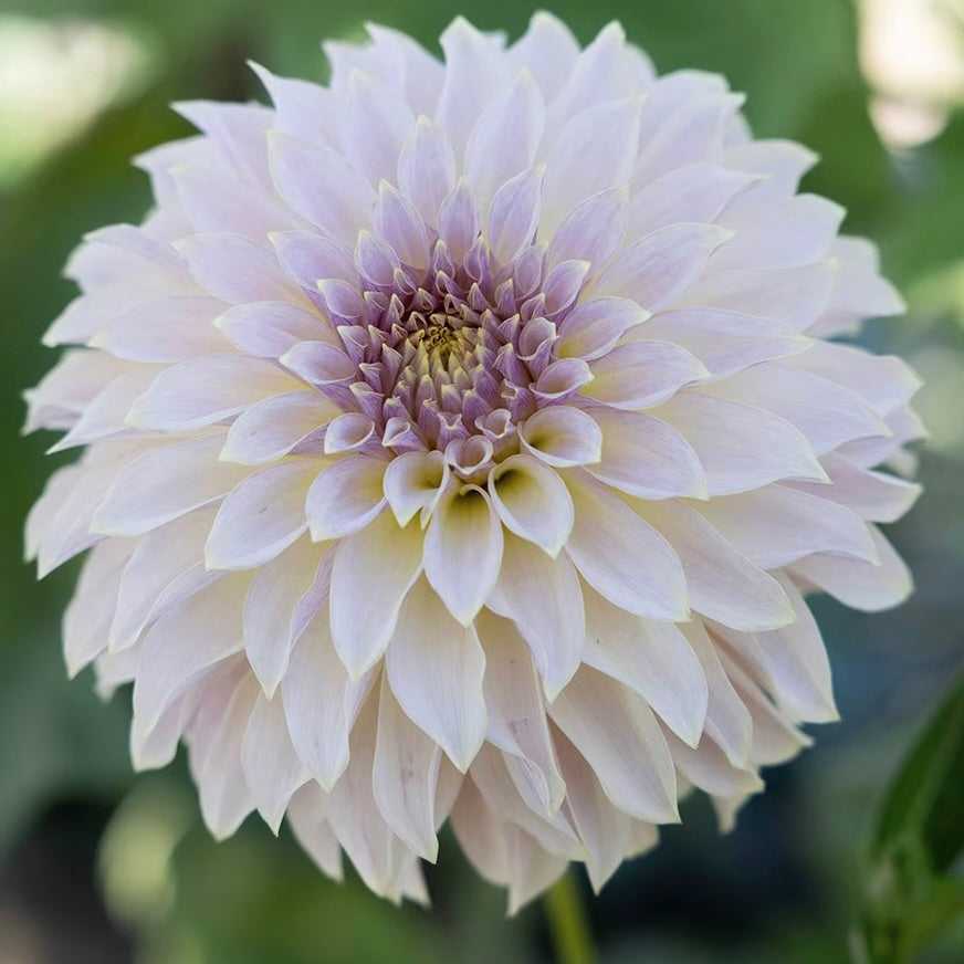 Close-up of a light purple dahlia flower with a blurred green background