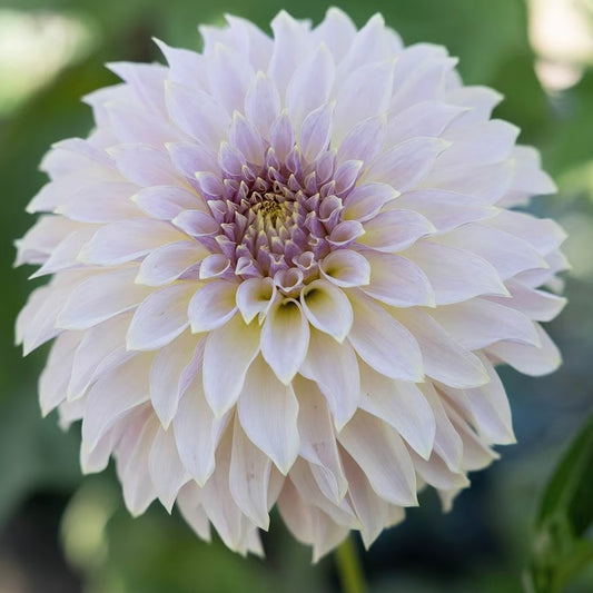 Close-up of a light purple dahlia flower with a blurred green background
