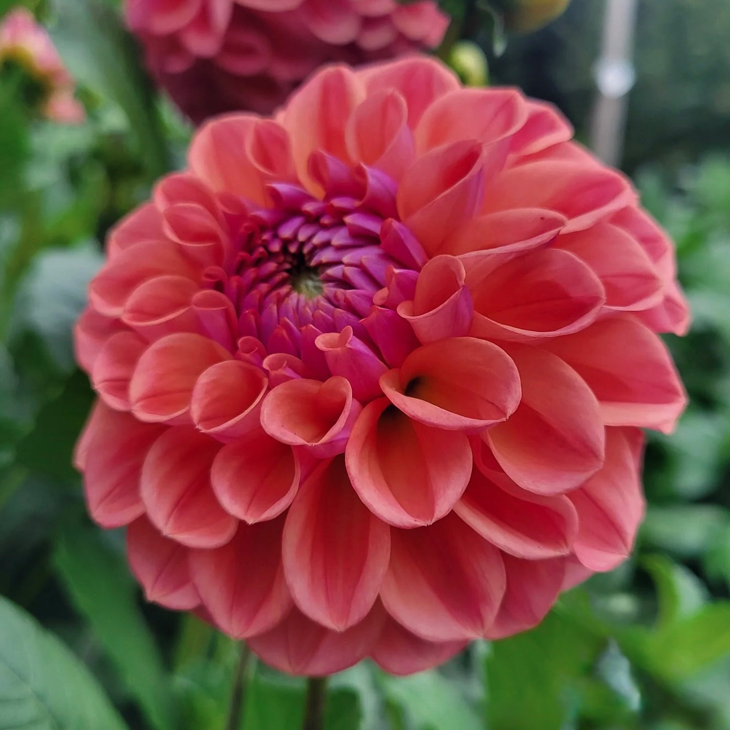 Close-up of a pink dahlia flower with a green background