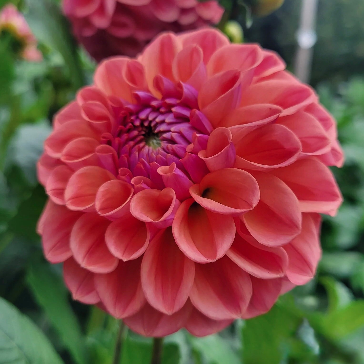 Close-up of a pink dahlia flower with a green background