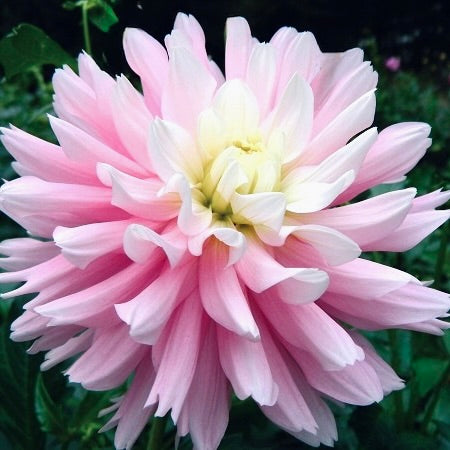Close-up of a pink flower with a white center against a dark background