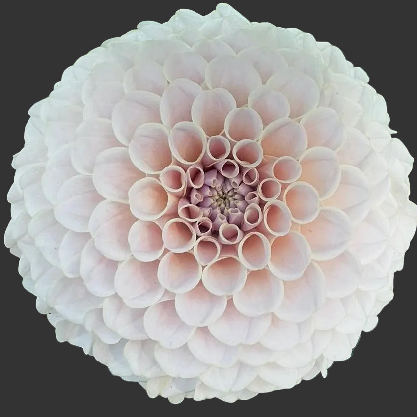 Close-up of a large, light pink flower with a detailed center against green leaves.