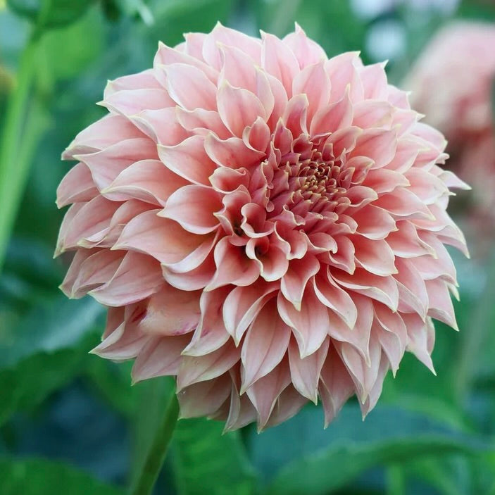 Close-up of a pink flower with a blurred green background