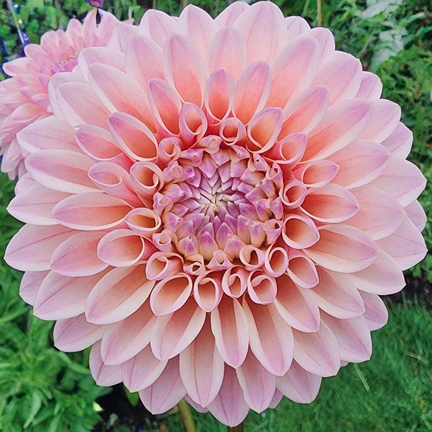 Close-up of a pink dahlia flower with a blurred green background