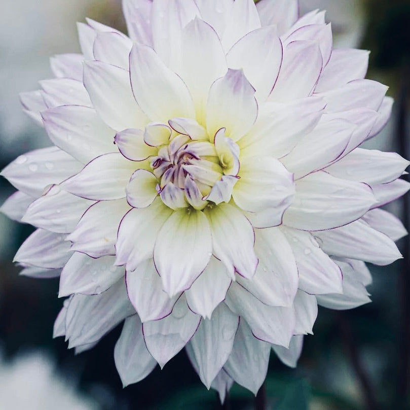 Close-up of a white flower with purple edges against a blurred background