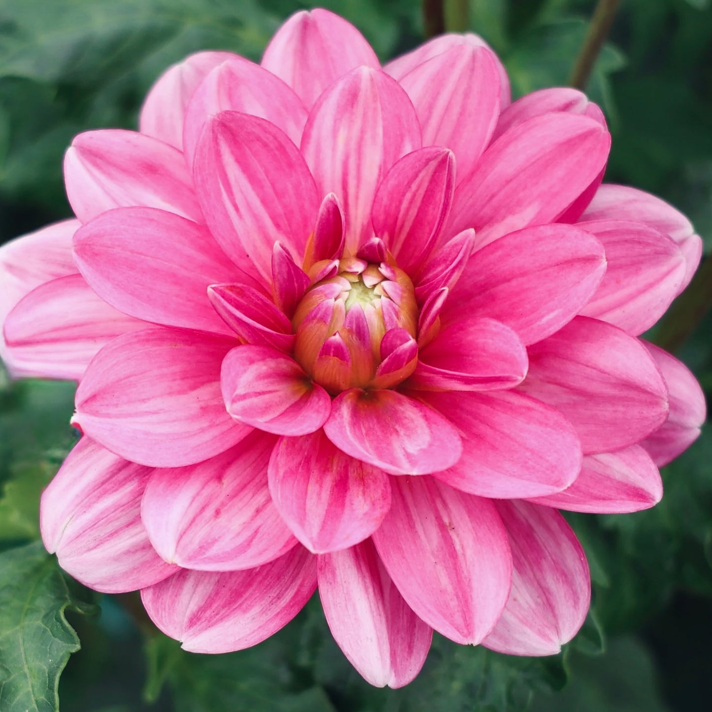 Close-up of a pink flower with a green background