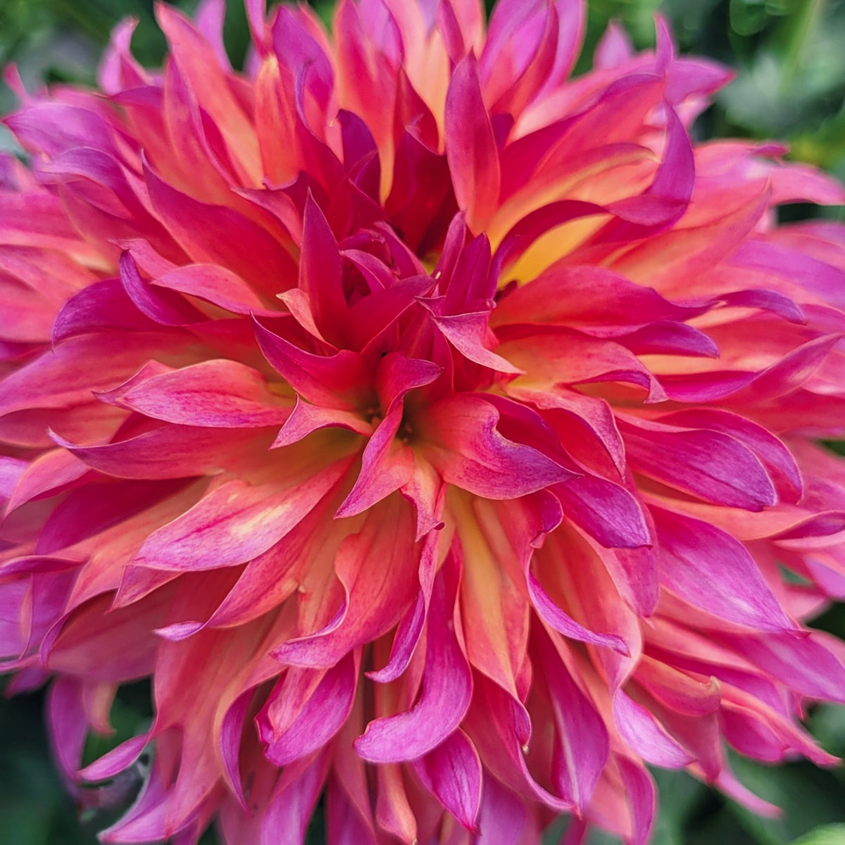 Close-up of a vibrant pink and orange dahlia flower