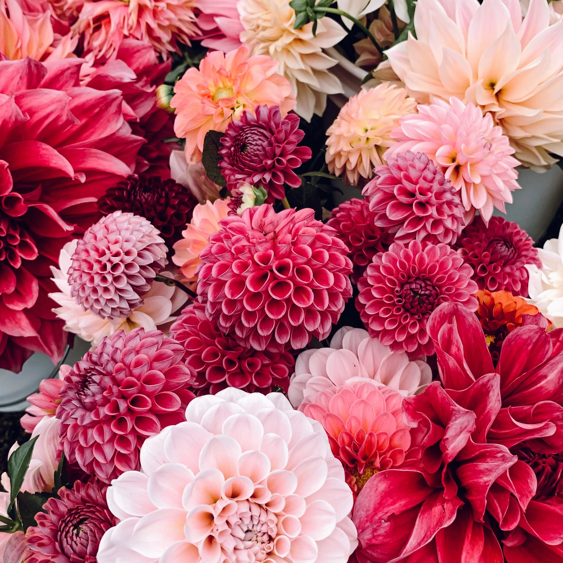 Close-up of a bouquet of pink, red, and white dahlias.