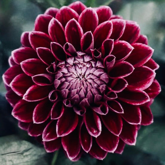 Close-up of a deep purple flower with a blurred background