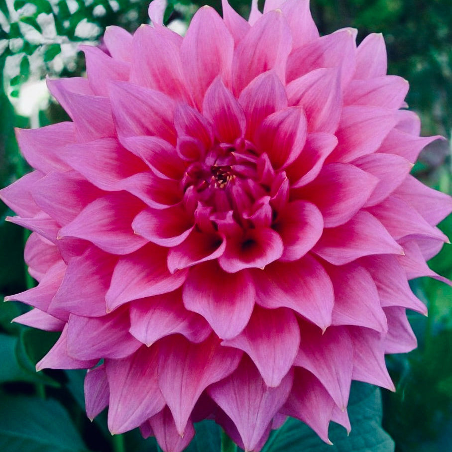 Close-up of a pink dahlia flower with a green background
