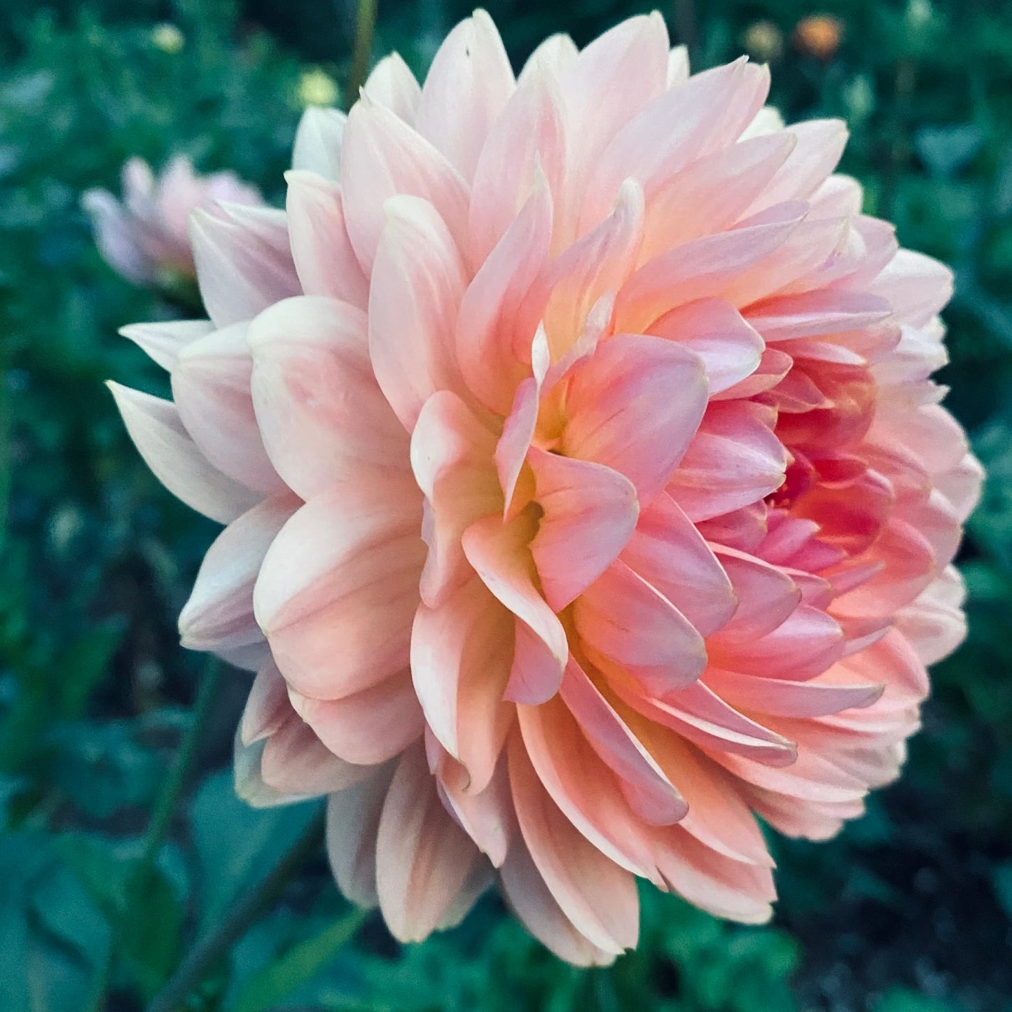 Close-up of a pink dahlia flower with a blurred green background