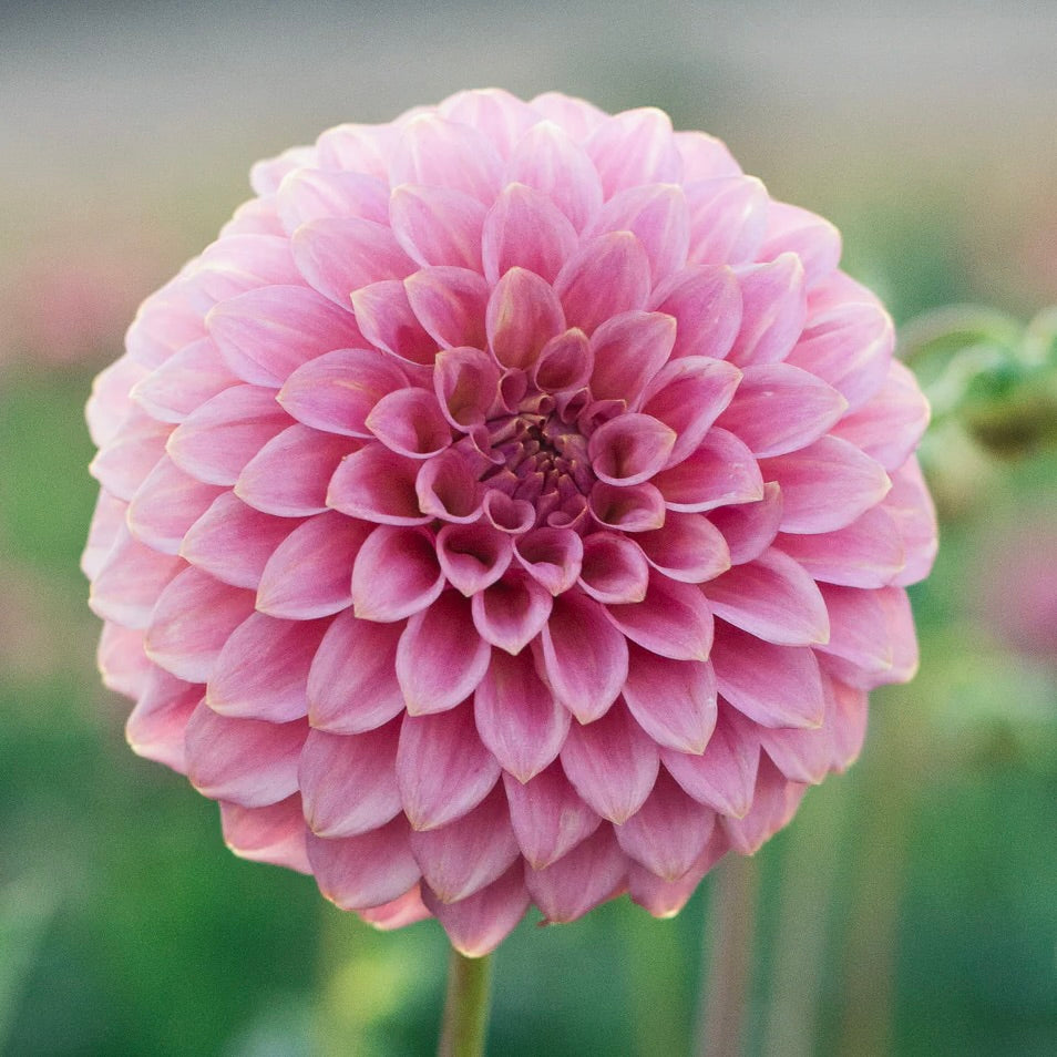 Close-up of a pink flower with a blurred green background