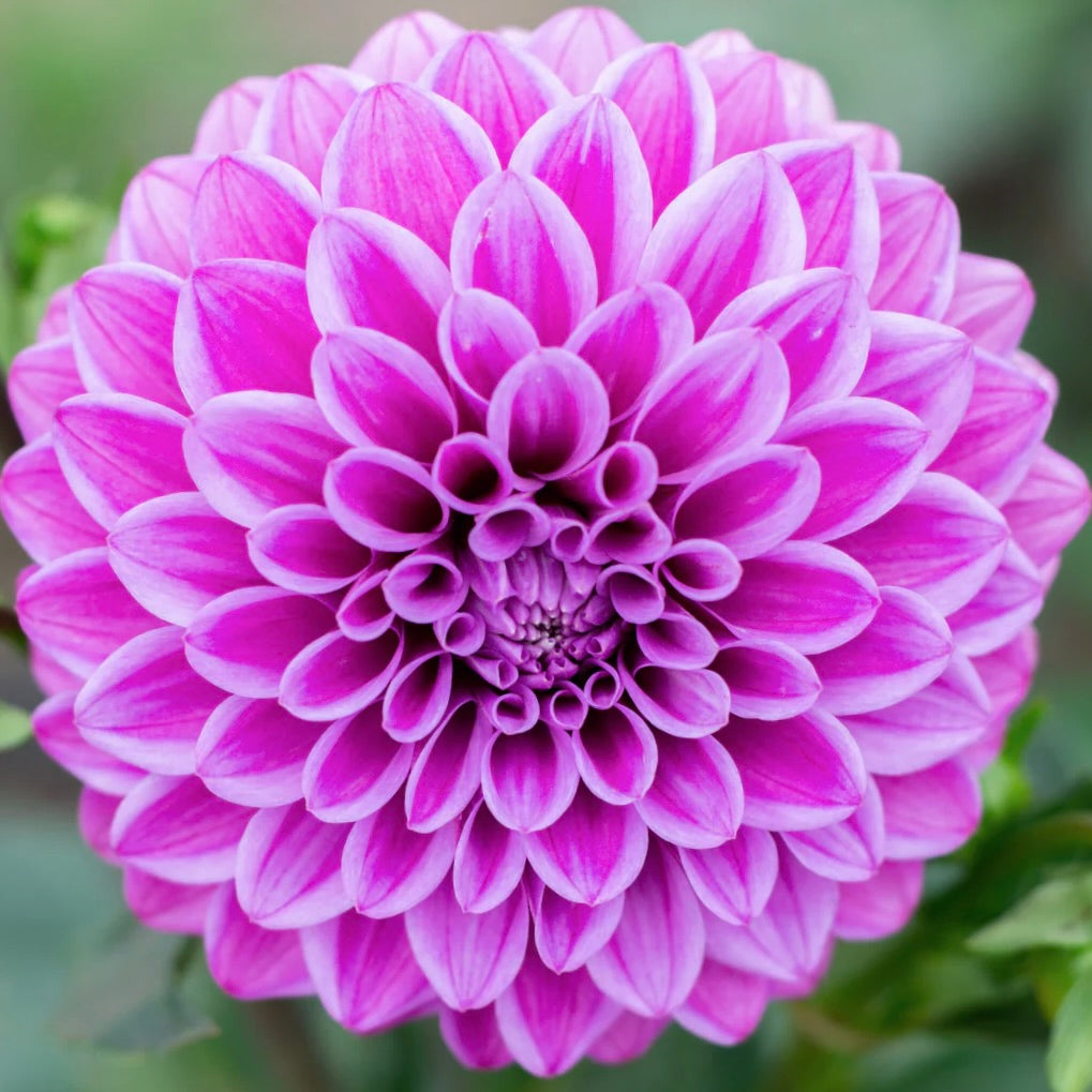 Close-up of a vibrant pink dahlia flower with a blurred green background