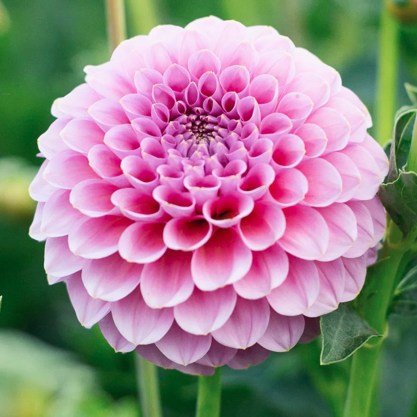 Close-up of a pink dahlia flower with a blurred green background