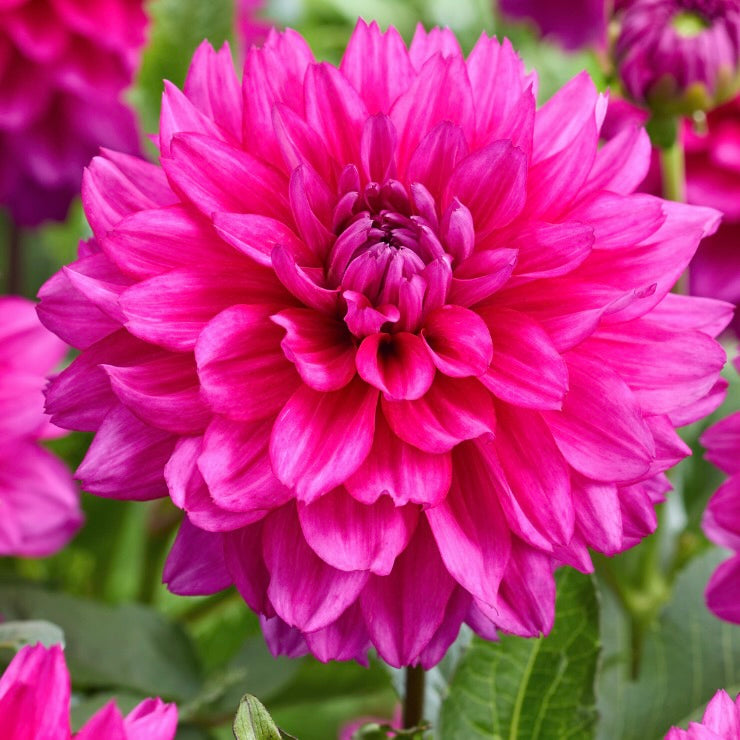 Close-up of a vibrant pink flower with green leaves in the background