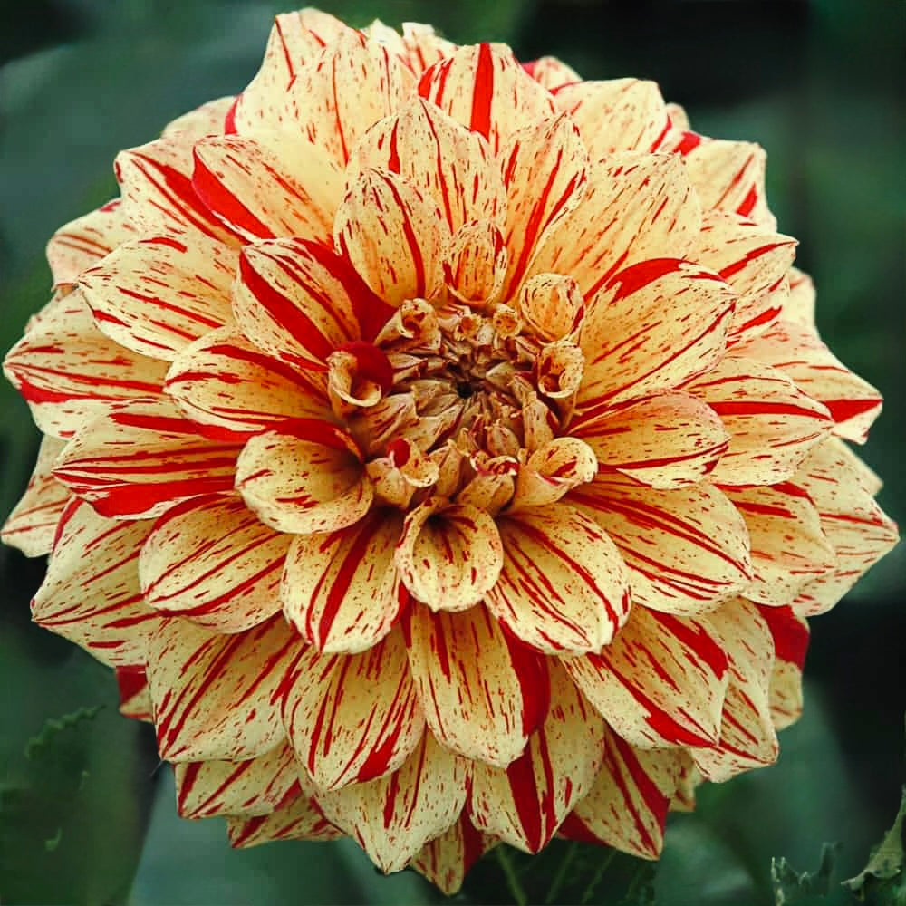 Close-up of a red and white striped flower with a blurred green background