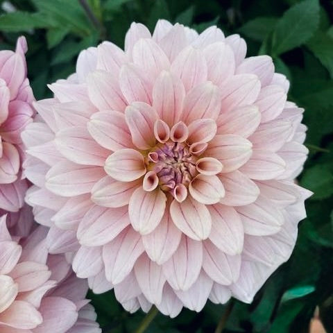 Close-up of a light pink dahlia flower with green leaves in the background