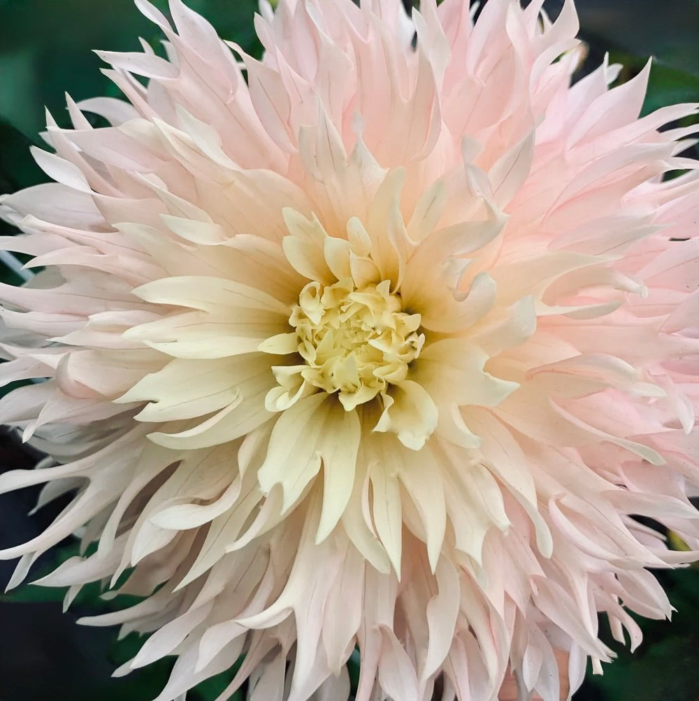 Close-up of a light pink dahlia flower with a soft focus background