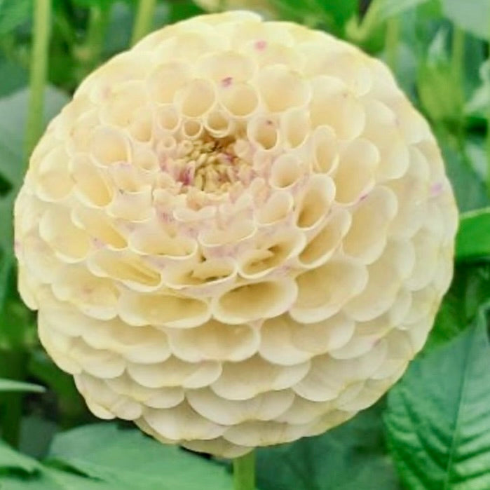 Close-up of a light yellow flower with green leaves in the background