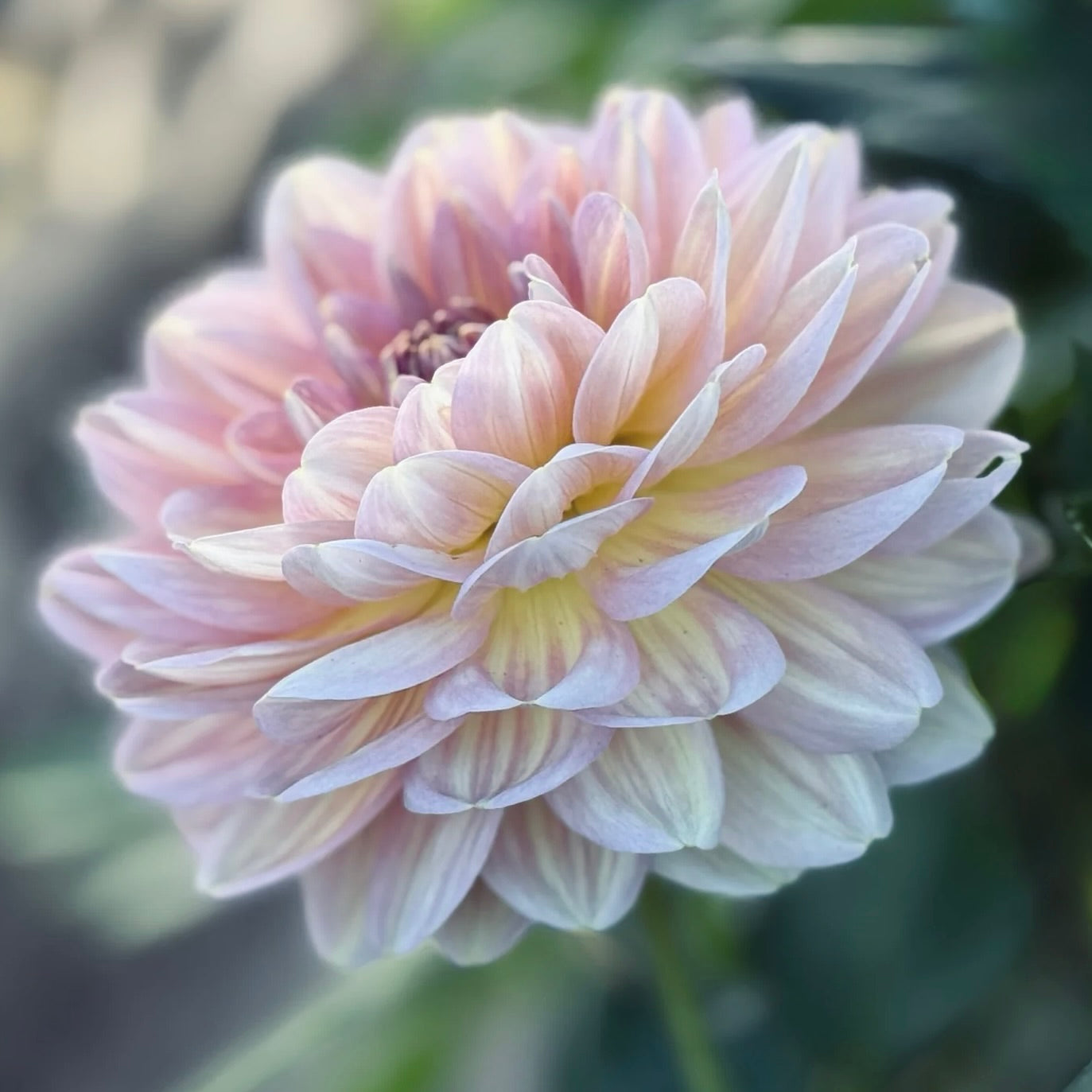 Close-up of a light pink flower with a blurred green background