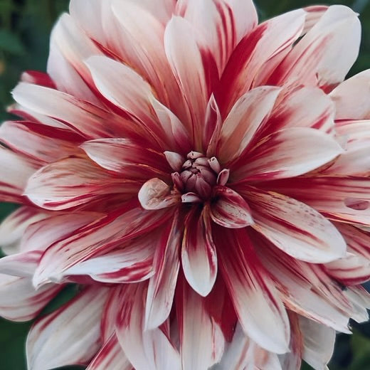 Close-up of a pink and red dahlia flower