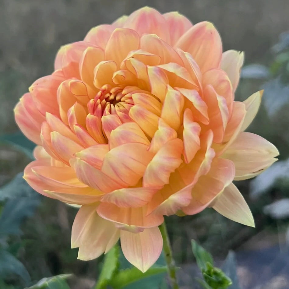 Close-up of a pink dahlia flower with a blurred background