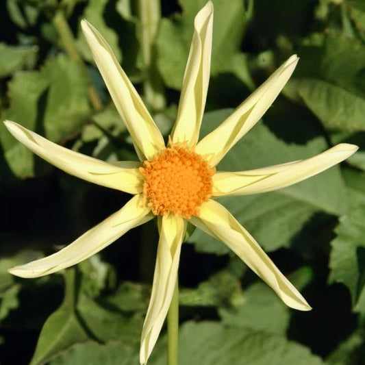Close-up of a yellow flower with an orange center against a green leafy background