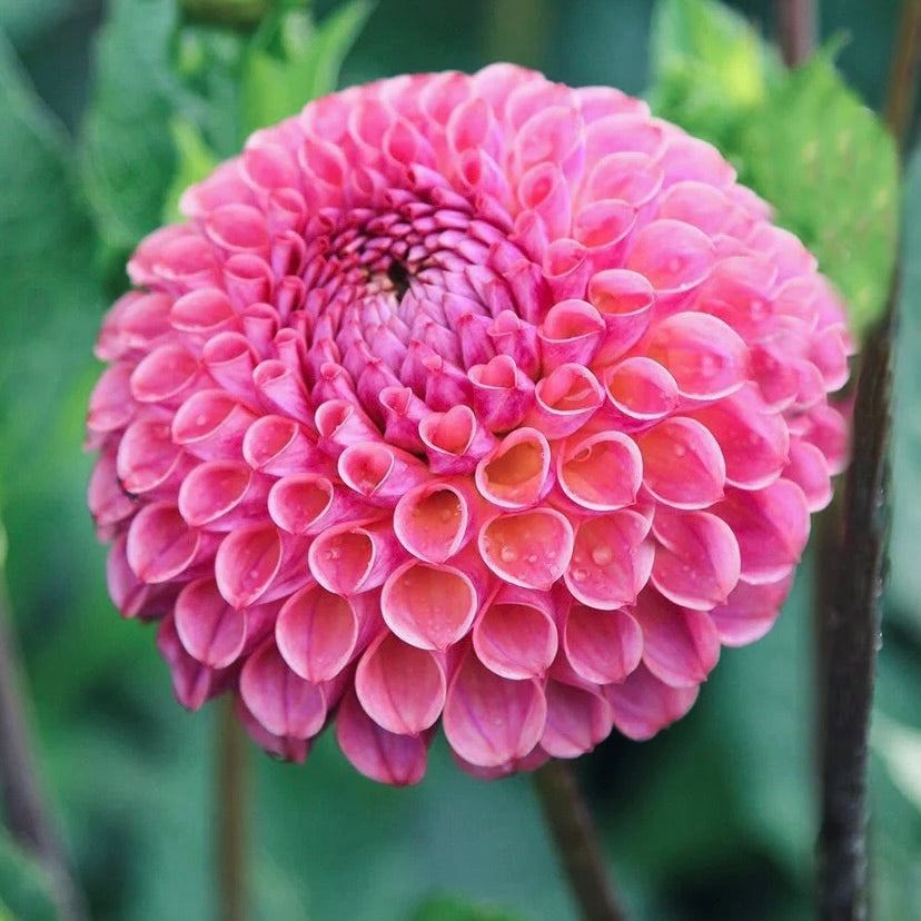 Close-up of a pink flower with a blurred green background