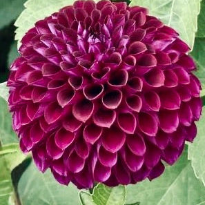 Close-up of a vibrant purple flower with green leaves.