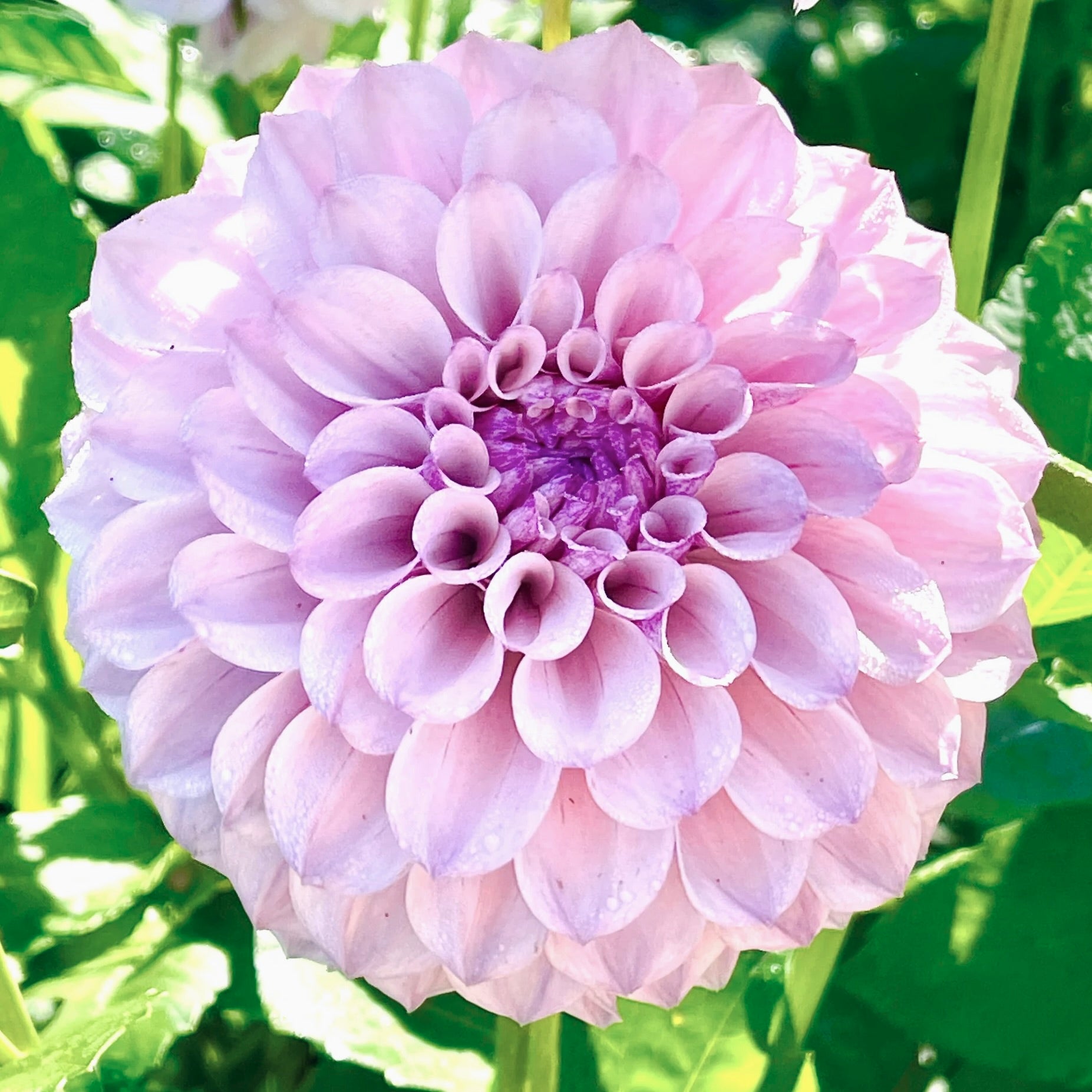 Close-up of a pink dahlia flower with green leaves in the background