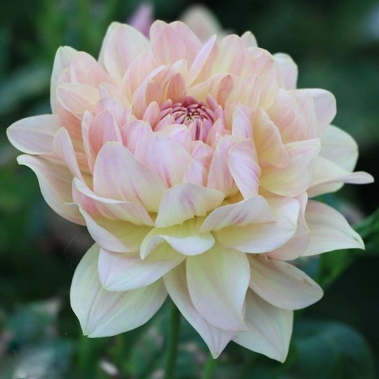 Close-up of a light pink dahlia flower with a blurred green background