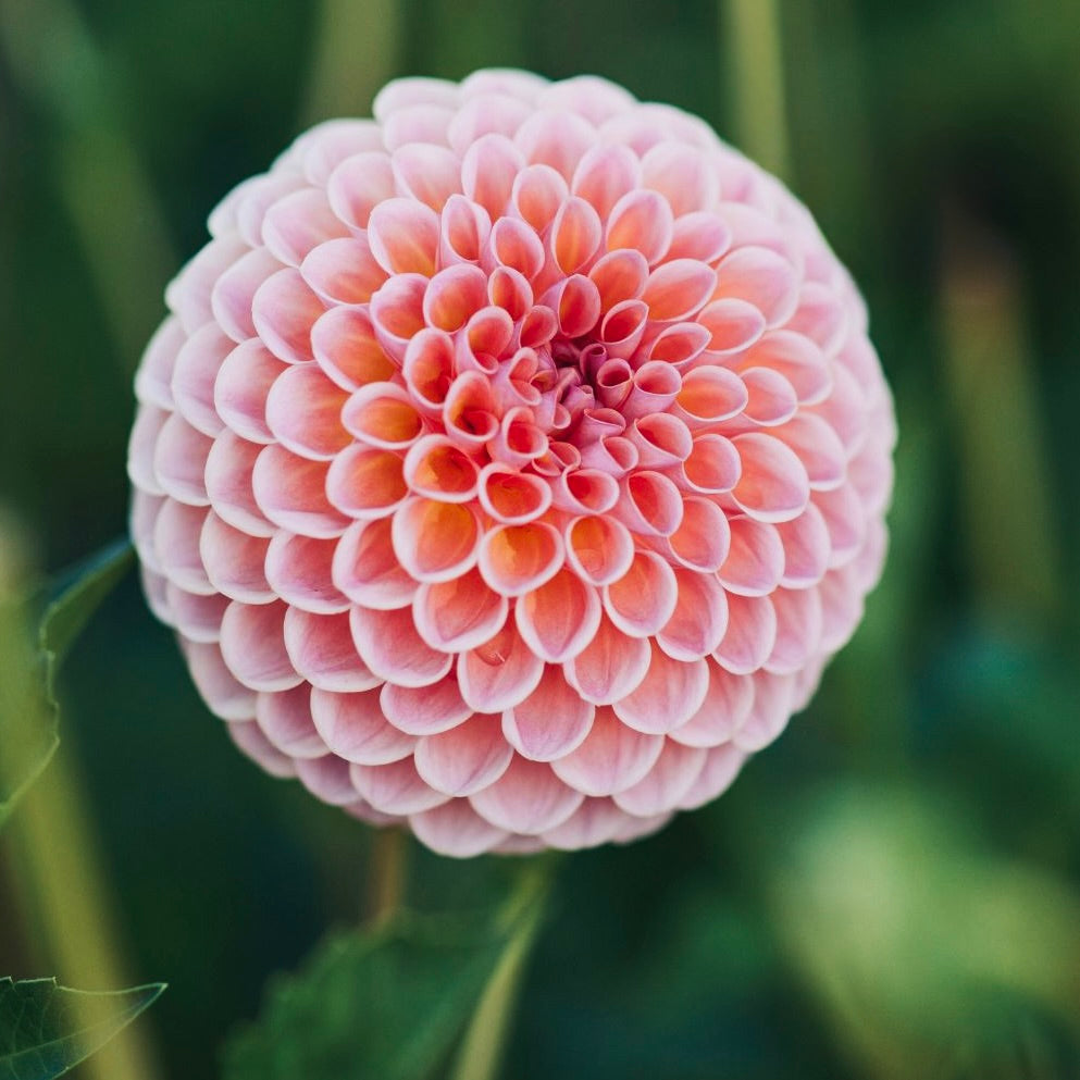Close-up of a pink flower with a blurred green background