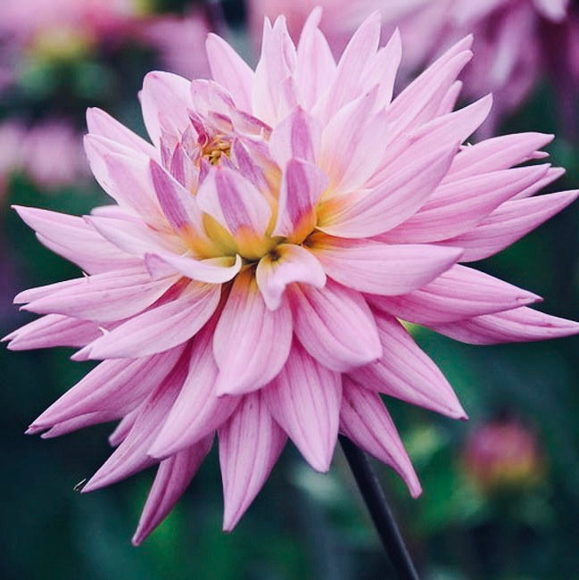 Close-up of a pink flower with a blurred green background