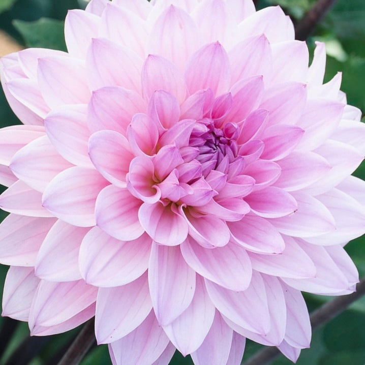 Close-up of a pink dahlia flower with a blurred green background