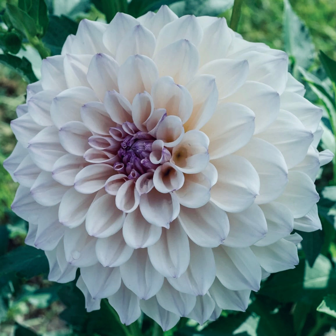 Pearl