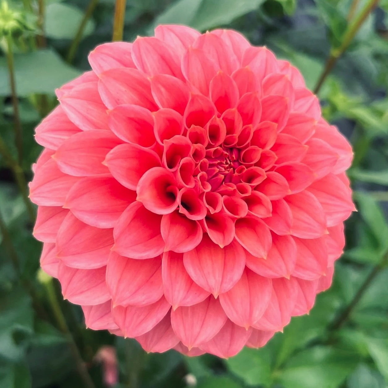 Close-up of a pink flower with a blurred green background