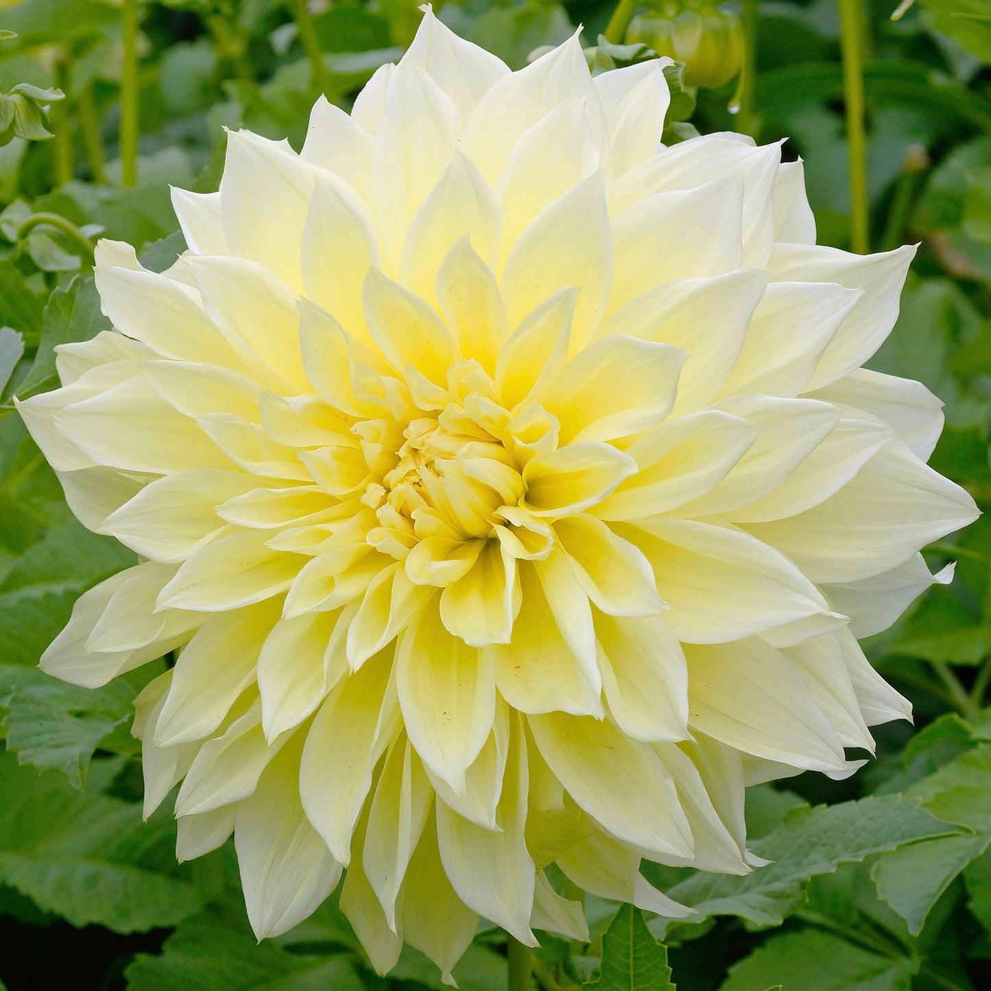 Large light yellow flower with green leaves in the background