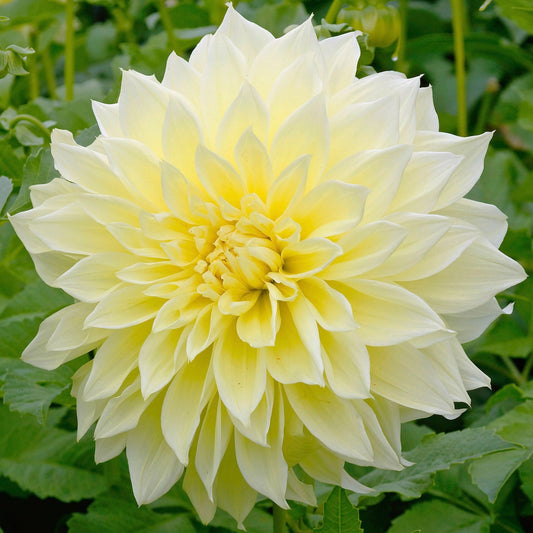 Large light yellow flower with green leaves in the background