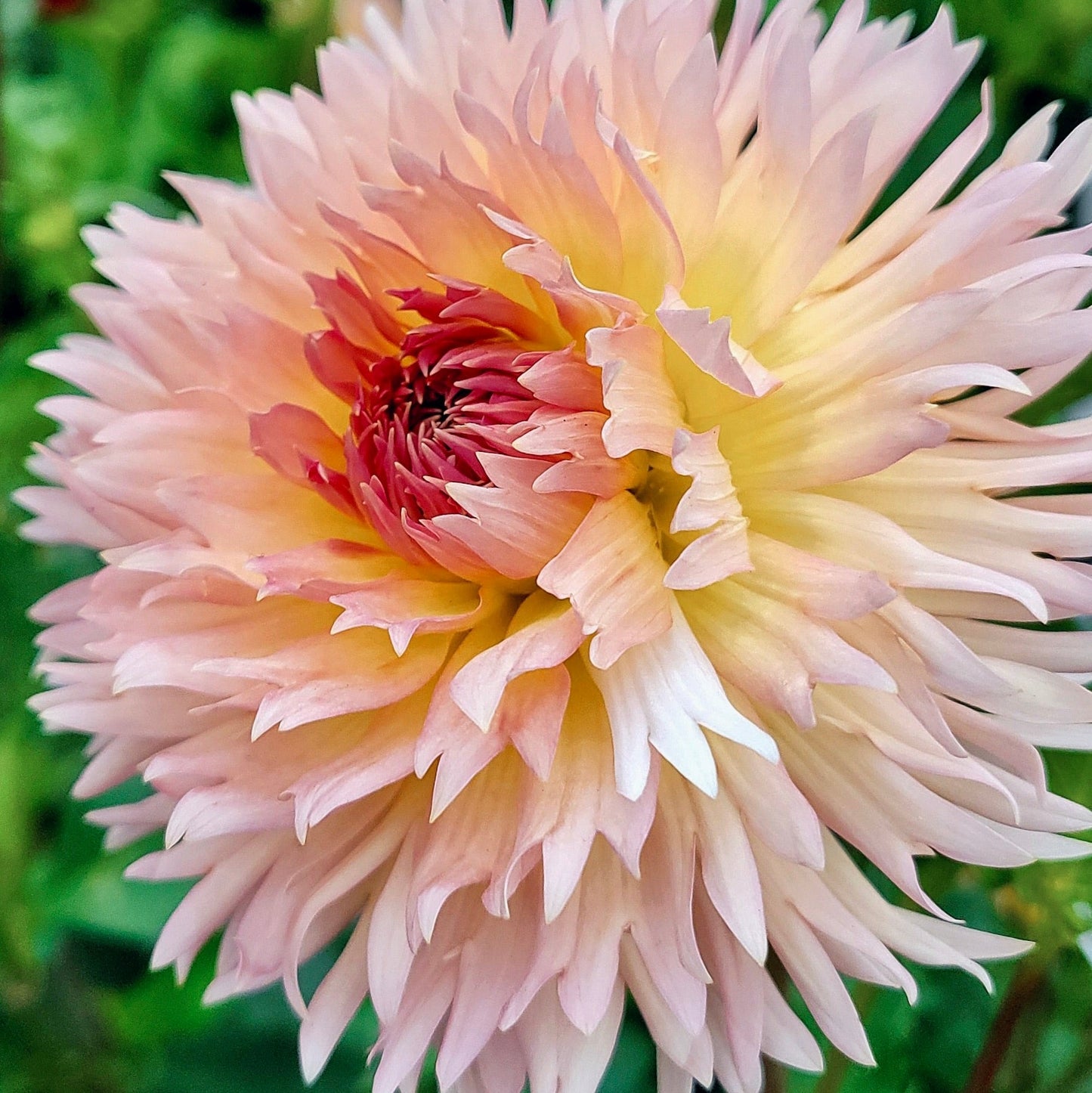 Close-up of a large, light pink flower with a green background
