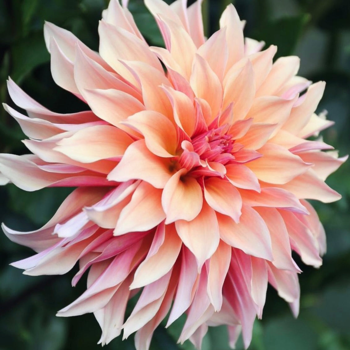 Close-up of a pink dahlia flower with a blurred green background