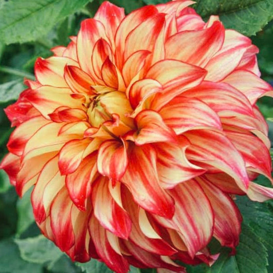 Close-up of a red and yellow dahlia flower with green leaves in the background