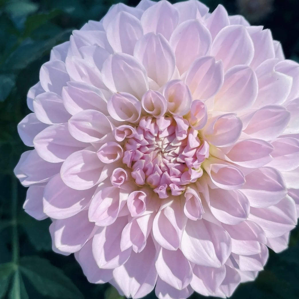 Close-up of a light pink dahlia flower with a dark green background