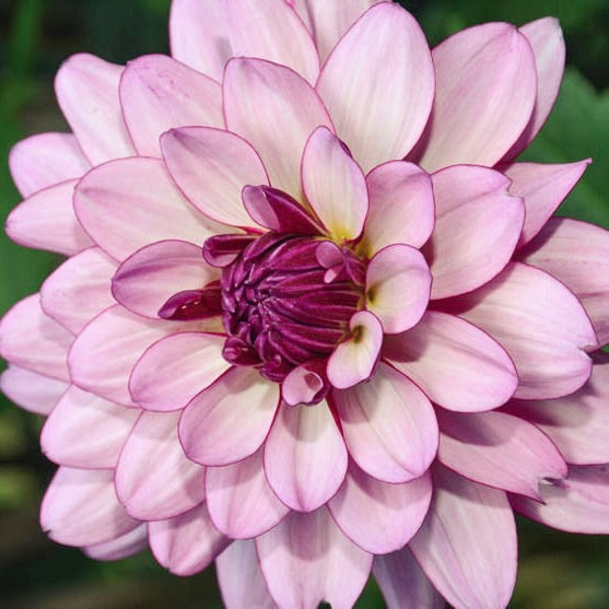 Close-up of a pink and purple dahlia flower with a blurred green background