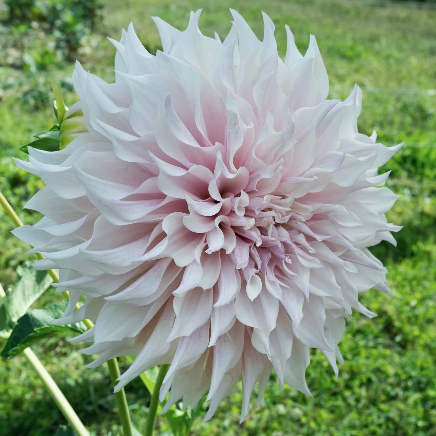 Large lavender flower with a green background